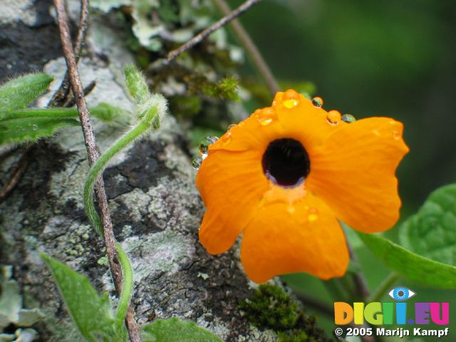 13931 Yellow flower after rain